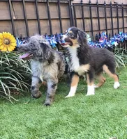 Tucker, a male Aussiedoodle for sale in Chester, SC – Photo 8 of 8