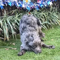 Tucker, a male Aussiedoodle for sale in Chester, SC – Photo 7 of 8