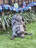 Tucker, a male Aussiedoodle for sale in Chester, SC – Photo 5 of 8
