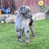 Tucker, a male Aussiedoodle for sale in Chester, SC – Photo 5 of 8