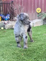 Tucker, a male Aussiedoodle for sale in Chester, SC – Photo 3 of 8