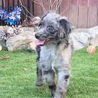 Tucker, a male Aussiedoodle for sale in Chester, SC – Photo 2 of 8