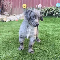 Tucker, a male Aussiedoodle for sale in Chester, SC – Photo 6 of 8