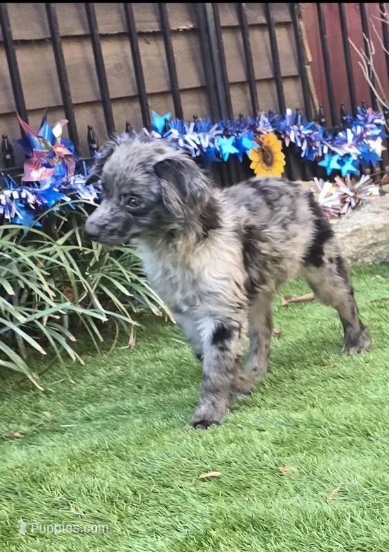 Tucker – Aussiedoodle puppy for sale in Chester, SC