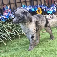Tucker, a male Aussiedoodle for sale in Chester, SC – Photo 1 of 8