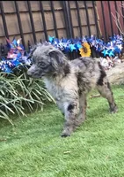 Tucker, a male Aussiedoodle for sale in Chester, SC – Photo 7 of 8