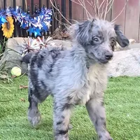 Tucker, a male Aussiedoodle for sale in Chester, SC – Photo 3 of 8