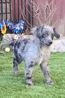 Tucker, a male Aussiedoodle for sale in Chester, SC – Photo 1 of 8