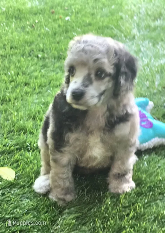 Dash – Poodle - Miniature  puppy for sale in Chester, SC