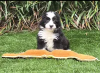 Clementine, a female Aussiedoodle for sale in Chester, SC – 8 of 8