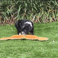 Sophia, a female Aussiedoodle for sale in Chester, SC – 5 of 7