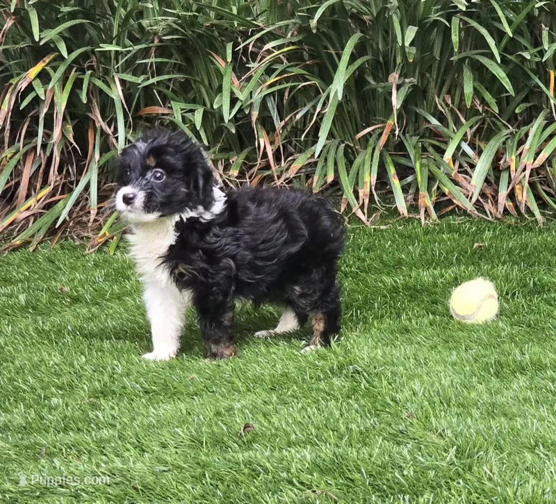 Sophia – Aussiedoodle puppy for sale in Chester, SC