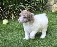 Fig, a female Poodle - Miniature  for sale in Chester, SC – 3 of 4