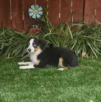 Penny, a female Toy Australian Shepherd for sale in Chester, SC – 4 of 5