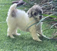 Lainey, a female Poodle - Miniature  for sale in Chester, SC – 6 of 7