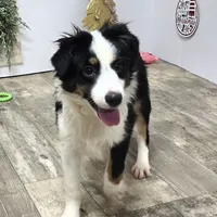 Roxy, a female Toy Australian Shepherd for sale in Chester, SC – Photo 3 of 10