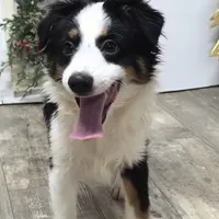 Roxy, a female Toy Australian Shepherd for sale in Chester, SC – Photo 2 of 10