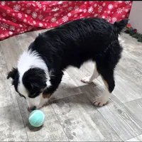 Roxy, a female Toy Australian Shepherd for sale in Chester, SC – Photo 7 of 10