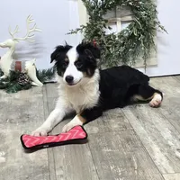 Roxy, a female Toy Australian Shepherd for sale in Chester, SC – Photo 4 of 10