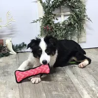 Roxy, a female Toy Australian Shepherd for sale in Chester, SC – Photo 6 of 10