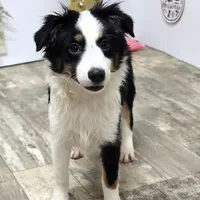 Roxy, a female Toy Australian Shepherd for sale in Chester, SC – Photo 5 of 10