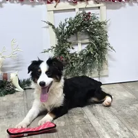 Roxy, a female Toy Australian Shepherd for sale in Chester, SC – Photo 1 of 10