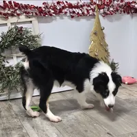 Roxy, a female Toy Australian Shepherd for sale in Chester, SC – Photo 9 of 10