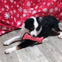 Roxy, a female Toy Australian Shepherd for sale in Chester, SC – Photo 10 of 10