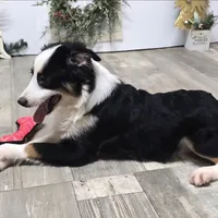 Roxy, a female Toy Australian Shepherd for sale in Chester, SC – Photo 8 of 10