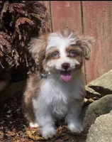 Cookie, a female Aussiedoodle for sale in Chester, SC – 1 of 7