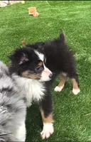 Dallas, a male Toy Australian Shepherd for sale in Chester, SC – Photo 2 of 5