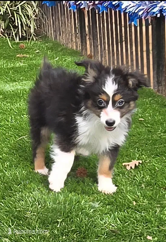 Dallas, a male Toy Australian Shepherd for sale in Chester, SC – Photo 1 of 5