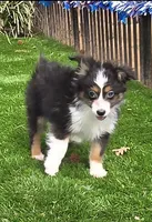 Dallas, a male Toy Australian Shepherd for sale in Chester, SC – Photo 1 of 5