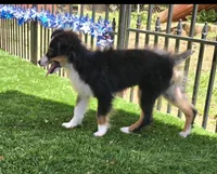 Dallas, a male Toy Australian Shepherd for sale in Chester, SC – 4 of 4