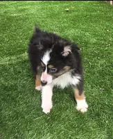 Dallas, a male Toy Australian Shepherd for sale in Chester, SC – Photo 3 of 5