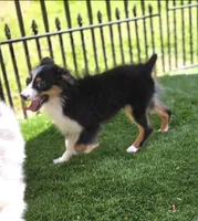 Dallas, a male Toy Australian Shepherd for sale in Chester, SC – 2 of 4