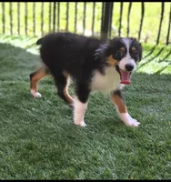 Dallas, a male Toy Australian Shepherd for sale in Chester, SC – 3 of 4