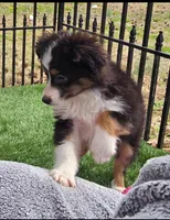 Dallas, a male Toy Australian Shepherd for sale in Chester, SC – Photo 4 of 5