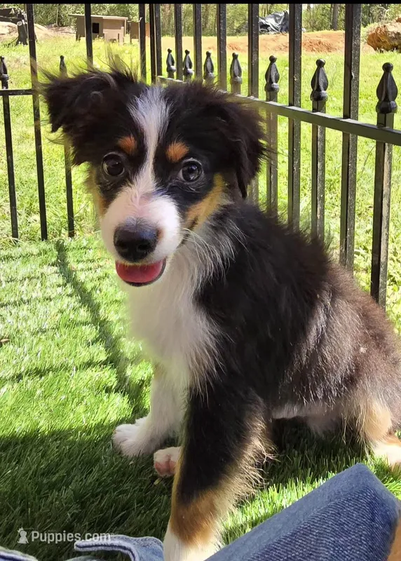 Dallas – Toy Australian Shepherd puppy for sale in Chester, SC