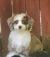 Sam, a male Aussiedoodle for sale in Chester, SC – 4 of 5