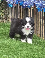 Clementine, a female Aussiedoodle for sale in Chester, SC – 4 of 8