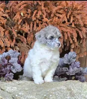 Lainey, a female Poodle - Miniature  for sale in Chester, SC – 5 of 7