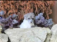Lainey, a female Poodle - Miniature  for sale in Chester, SC – 2 of 7