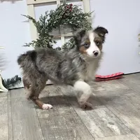 Jasper, a male Toy Australian Shepherd for sale in Chester, SC – Photo 7 of 7