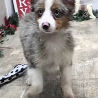 Jasper, a male Toy Australian Shepherd for sale in Chester, SC – Photo 6 of 7
