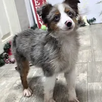 Jasper, a male Toy Australian Shepherd for sale in Chester, SC – Photo 2 of 7