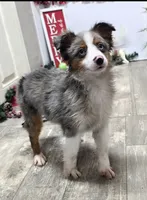 Jasper, a male Toy Australian Shepherd for sale in Chester, SC – Photo 2 of 7