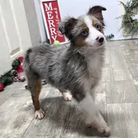 Jasper, a male Toy Australian Shepherd for sale in Chester, SC – Photo 1 of 7