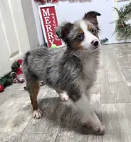 Jasper, a male Toy Australian Shepherd for sale in Chester, SC – Photo 1 of 7