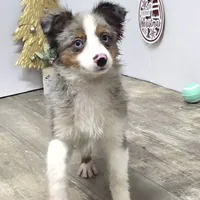 Jasper, a male Toy Australian Shepherd for sale in Chester, SC – Photo 5 of 7